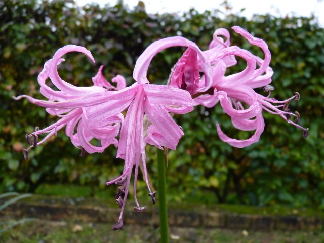 Nerine bowdenii fleur